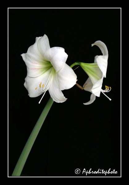 104 Fleurs